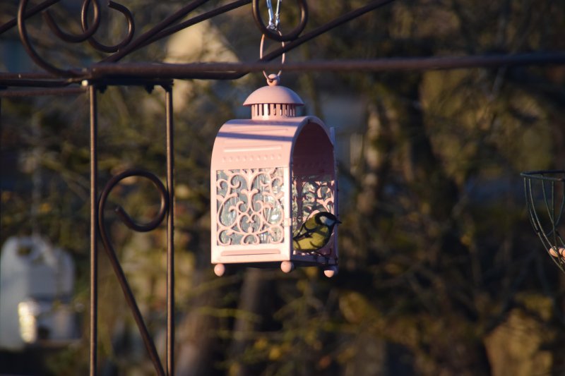 Refuge LPO. Automne 2021. Quel plaisir de voir les oiseaux dans notre jardin. Fay. Isabelle Maligne